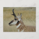 Suche nach junges tier postkarten Jede person