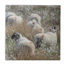 Suche nach baumwolle fliesen Tiere
