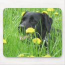 Suche nach spca Hunde