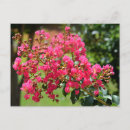 Suche nach büsche postkarten Blume