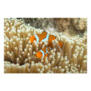 Suche nach das great barrier reef poster Meer