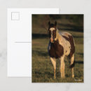 Suche nach paint horse postkarten Tier