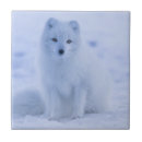 Suche nach nördlich fliesen Tierwelt