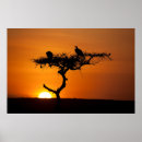 Suche nach geier poster Foto