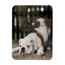 Suche nach ausdehnen magnete Hund