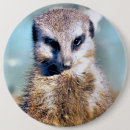 Suche nach meerkat buttons Tierwelt