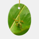 Suche nach grüne eidechsen ornamente Natur