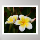 Suche nach plumeria poster Natur