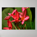 Suche nach plumeria poster Botanisch