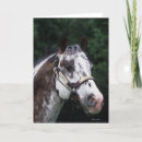 Suche nach appaloosa karten Bob langrish