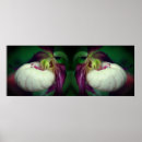 Suche nach weiße orchideen poster Botanisch
