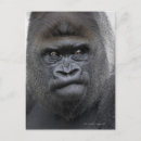 Suche nach gorilla postkarten Wild lebende tiere