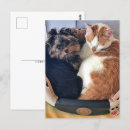 Suche nach katzen und hunde postkarten Haustier