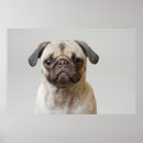 Suche nach baby mops poster Hund