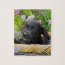Suche nach labrador retriever puzzle Welpe