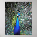 Suche nach beautiful poster Bird