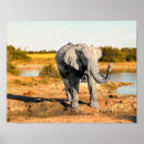 Suche nach elefante poster Niedlich