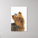 Suche nach yorkshire leinwandbilder Hund