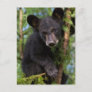 Suche nach wildlife postkarten Baby