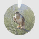 Suche nach falknerei ornamente Raubvogel