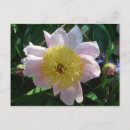 Suche nach zinn postkarten Blume