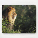 Suche nach afrikanischer löwe mousepads Tier