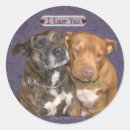 Suche nach bullterrier aufkleber Staffie