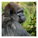 Suche nach silverback poster Gorilla