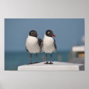 Suche nach florida vögel poster Möwen