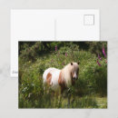 Suche nach shetland pony postkarten Tier