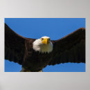 Suche nach augen poster Raubtier