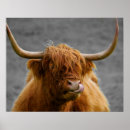 Suche nach cow poster Landschaft