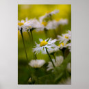 Suche nach gänseblümchen poster Fotografie
