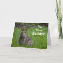 Suche nach die häschen karten Kaninchen