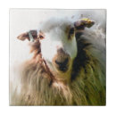 Suche nach schuh fliesen Schafe