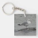 Suche nach möwe schlüsselanhänger Naturfotografie