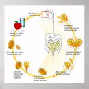 Suche nach parasit poster Diagramm
