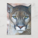 Suche nach cougar postkarten Tierwelt