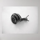 Suche nach schnecke poster Makro