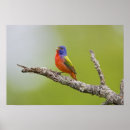 Suche nach singend poster Vogel
