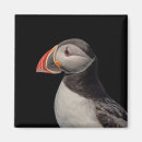 Suche nach puffin magnete Atlantischer puffsack