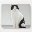 Suche nach katzen mit grünen augen mousepads Schwarzes