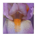 Suche nach iris blumen fliesen Lila