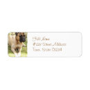 Suche nach englischer mastiff Hund