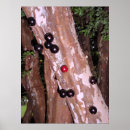 Suche nach tropische bäume poster Obst