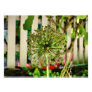 Suche nach zwiebel poster Dekorativ