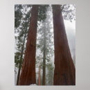 Suche nach sequoia national park poster Tree