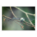 Suche nach drachefliege Natur