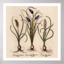 Suche nach hyazinthe poster Für alle