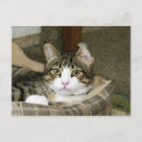 Suche nach katze mit grünen augen postkarten Katzenliebhaber